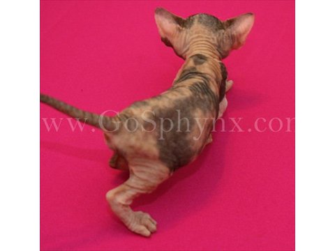 Sphynx(3)