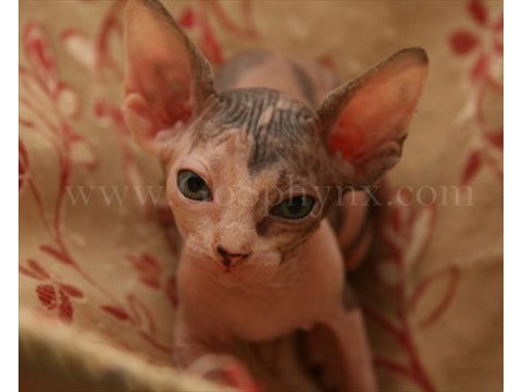 Sphynx(6)