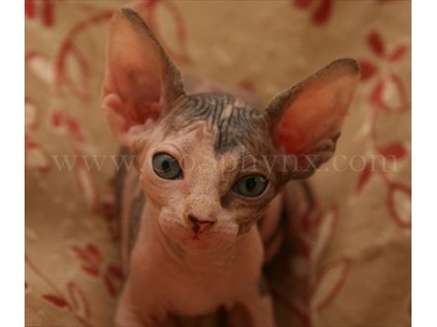 Sphynx(7)