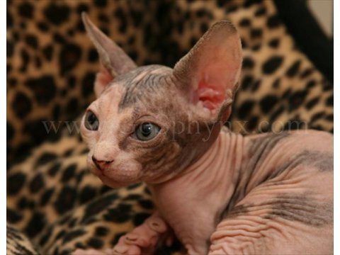 Sphynx(9)