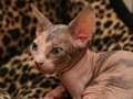 Sphynx(9)